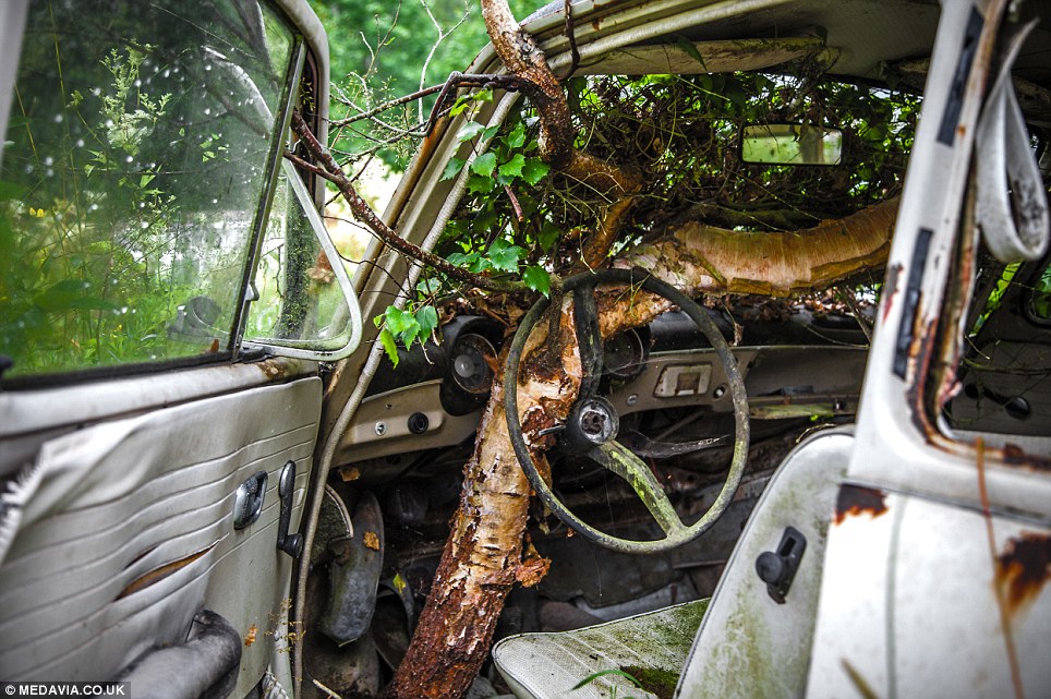 Carros abandonados em floresta em Bastnas, Suécia