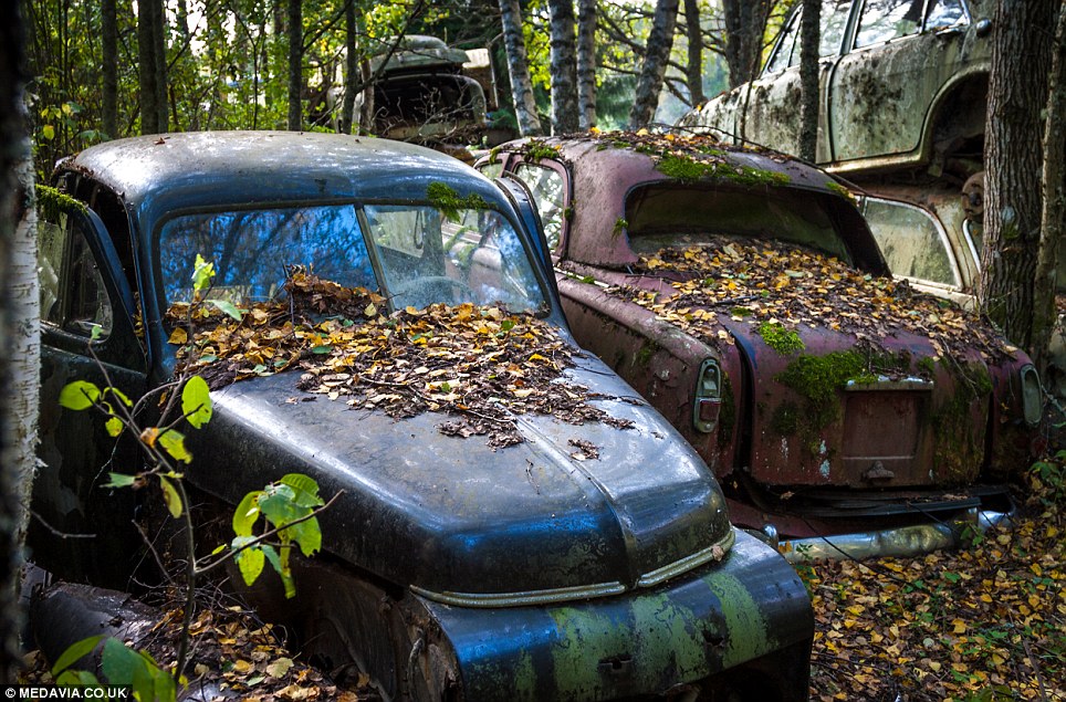 Carros abandonados em floresta em Bastnas, Suécia