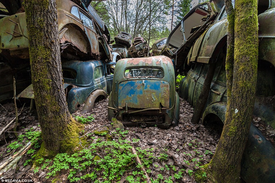 Carros abandonados em floresta em Bastnas, Suécia