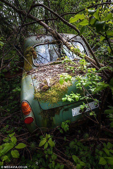 Carros abandonados em floresta em Bastnas, Suécia