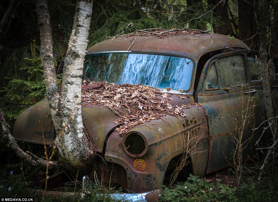 Carros abandonados em floresta em Bastnas, Suécia