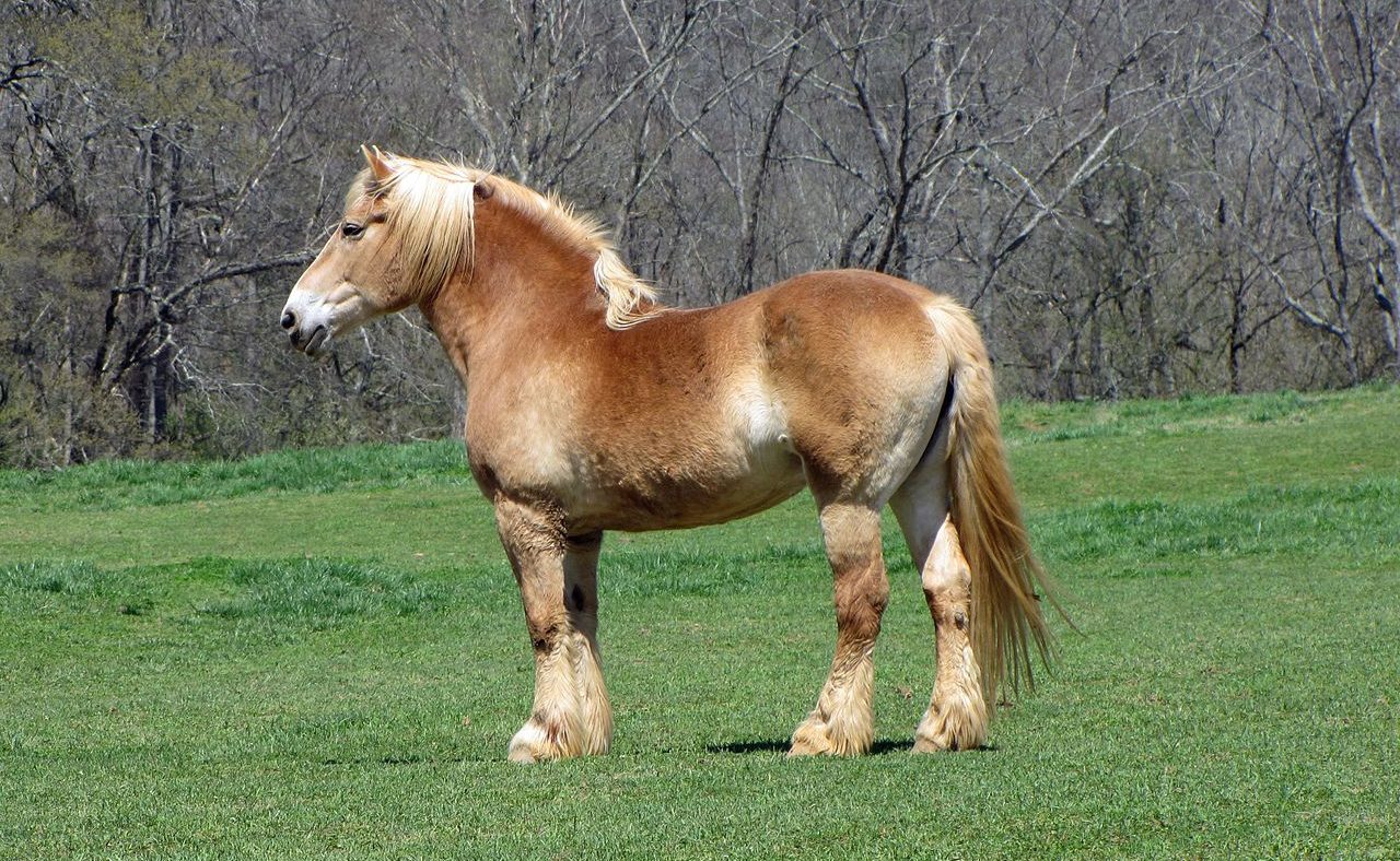 Cavalo de tração