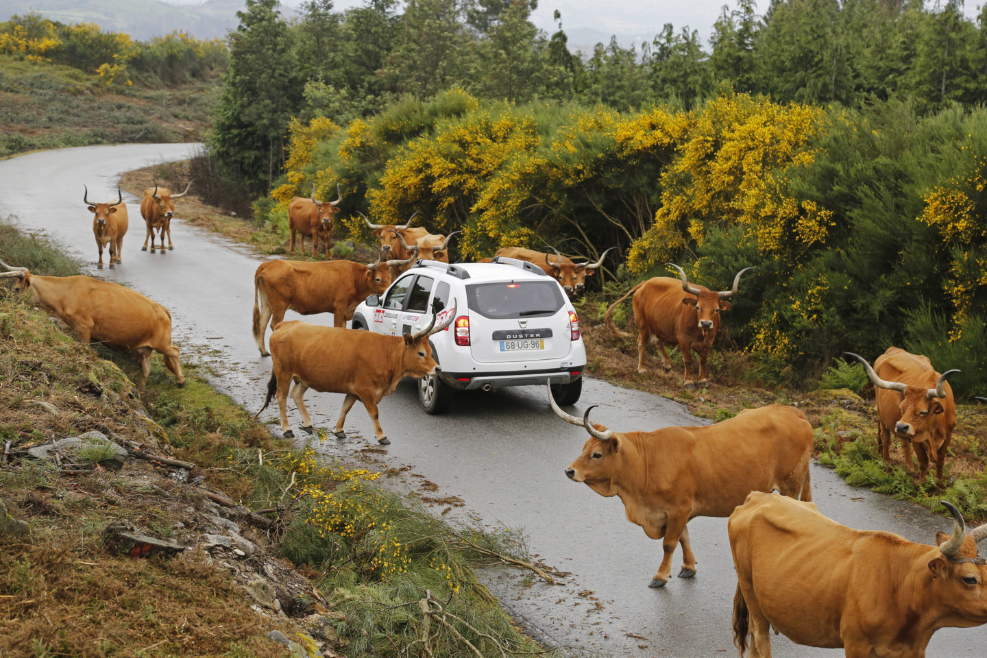 Aventura Dacia