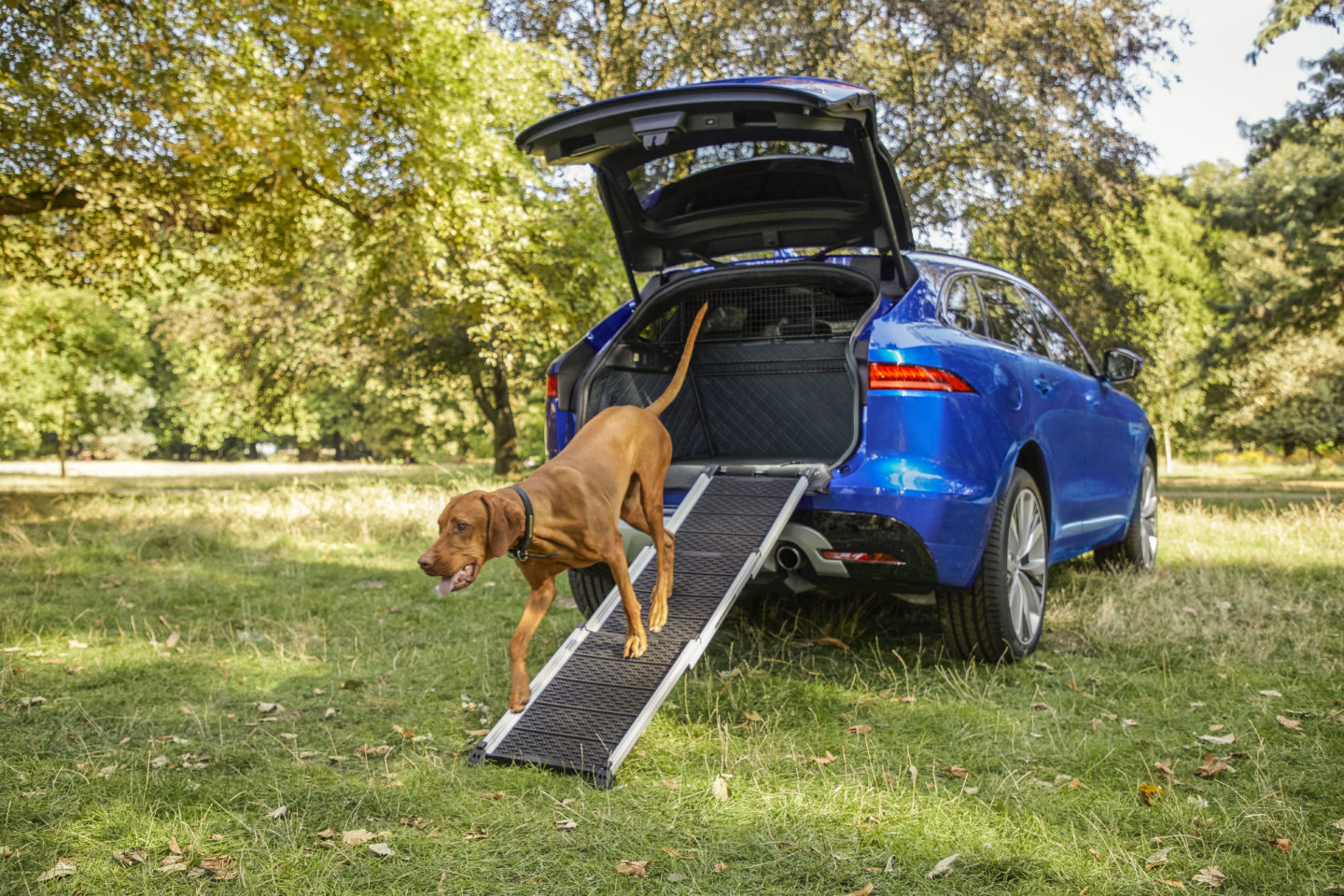 Acessórios para cães da Jaguar