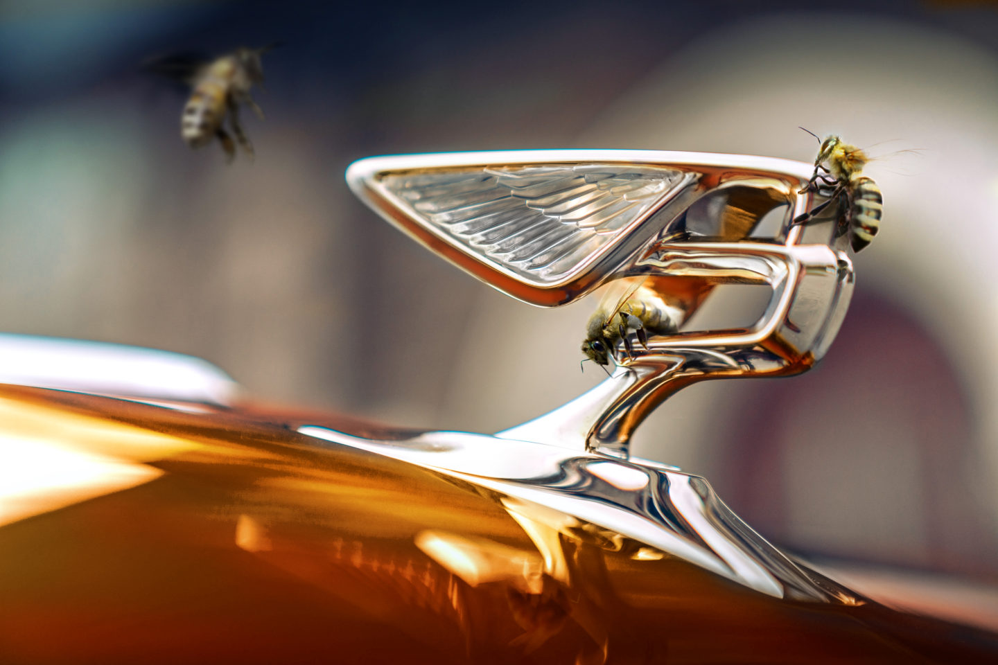Bentley Flying Bees