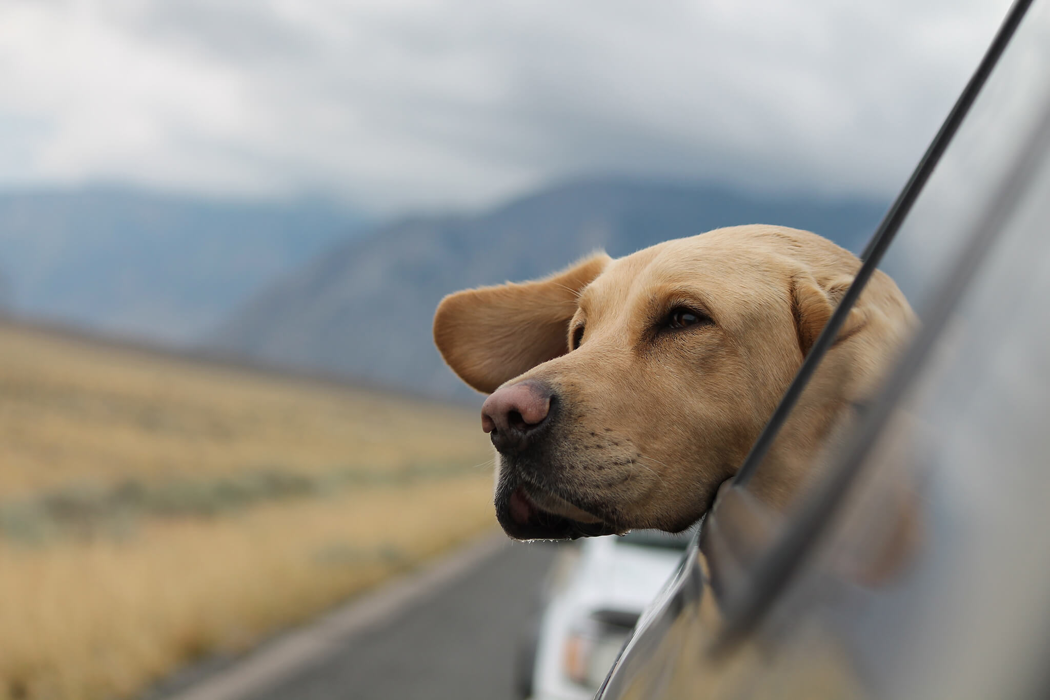 Cão com cabeça de fora da janela do carro