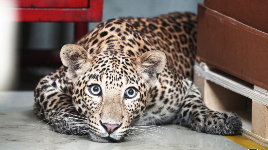 Leopardo fábrica Mercedes