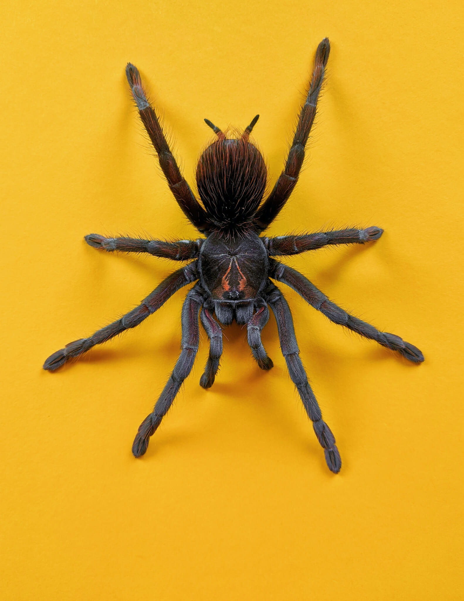 Aranha