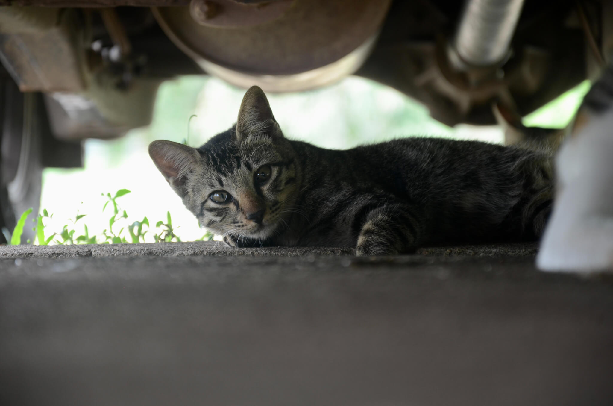 Gato debaixo do carro